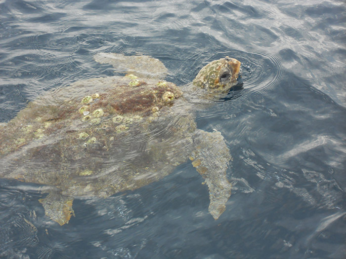Image: Returning Rescued Sea Turtles to the Wild By Land, Air, and Sea 