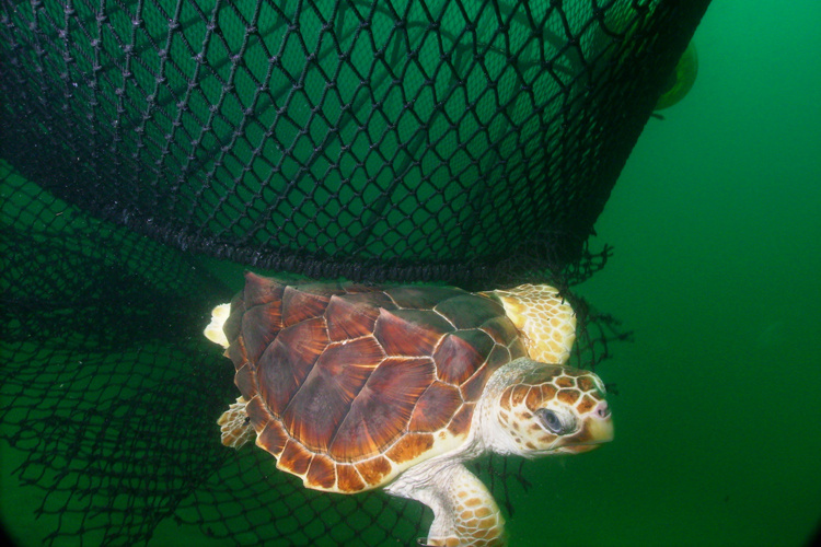 Image: Amendment 42: Modifications to Sea Turtle Release Gear and Framework Procedure for the Snapper Grouper Fishery