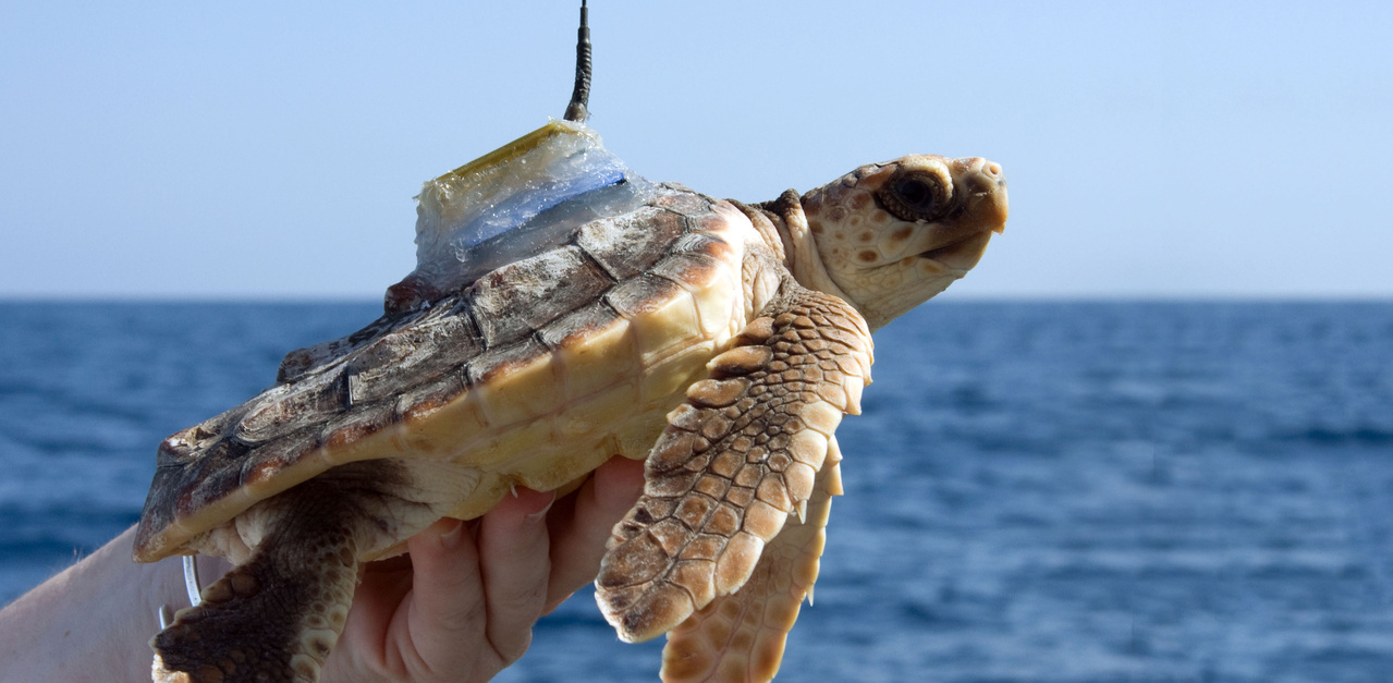 Image: Satellite Tags Reveal How Animals See the Ocean