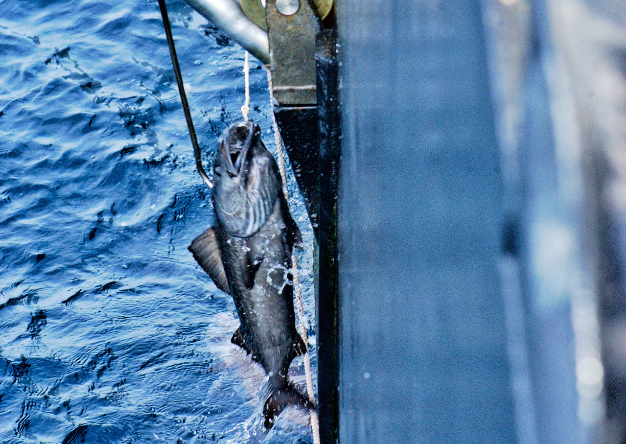 Alaska Sablefish Longline Survey Reports