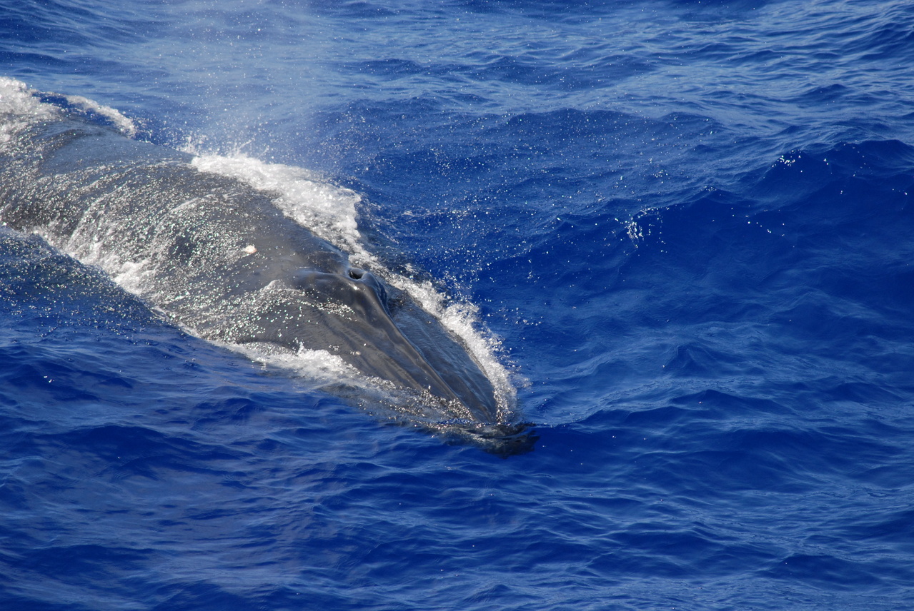 Image: Photo Journal: Whales and Dolphins in the Marianas