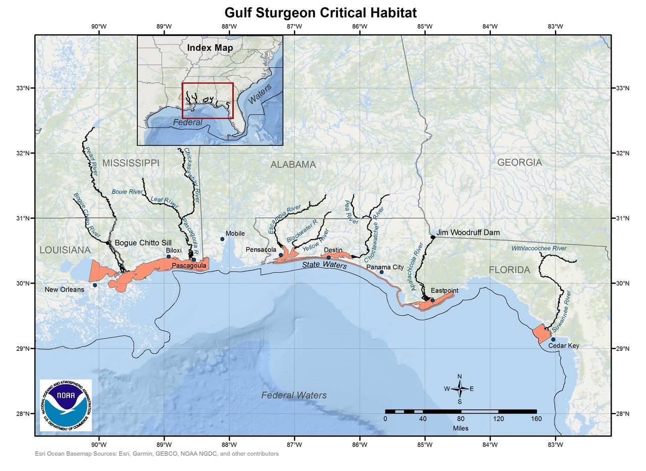 Image: Gulf Sturgeon Critical Habitat Map and GIS Data