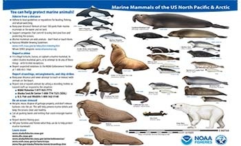 Image: Marine Mammals of the U.S. North Pacific & Arctic