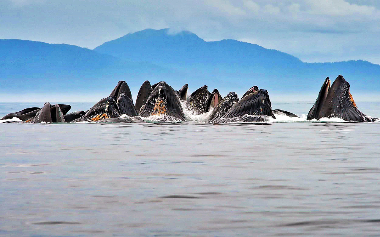 Image: Marine Mammal Laboratory