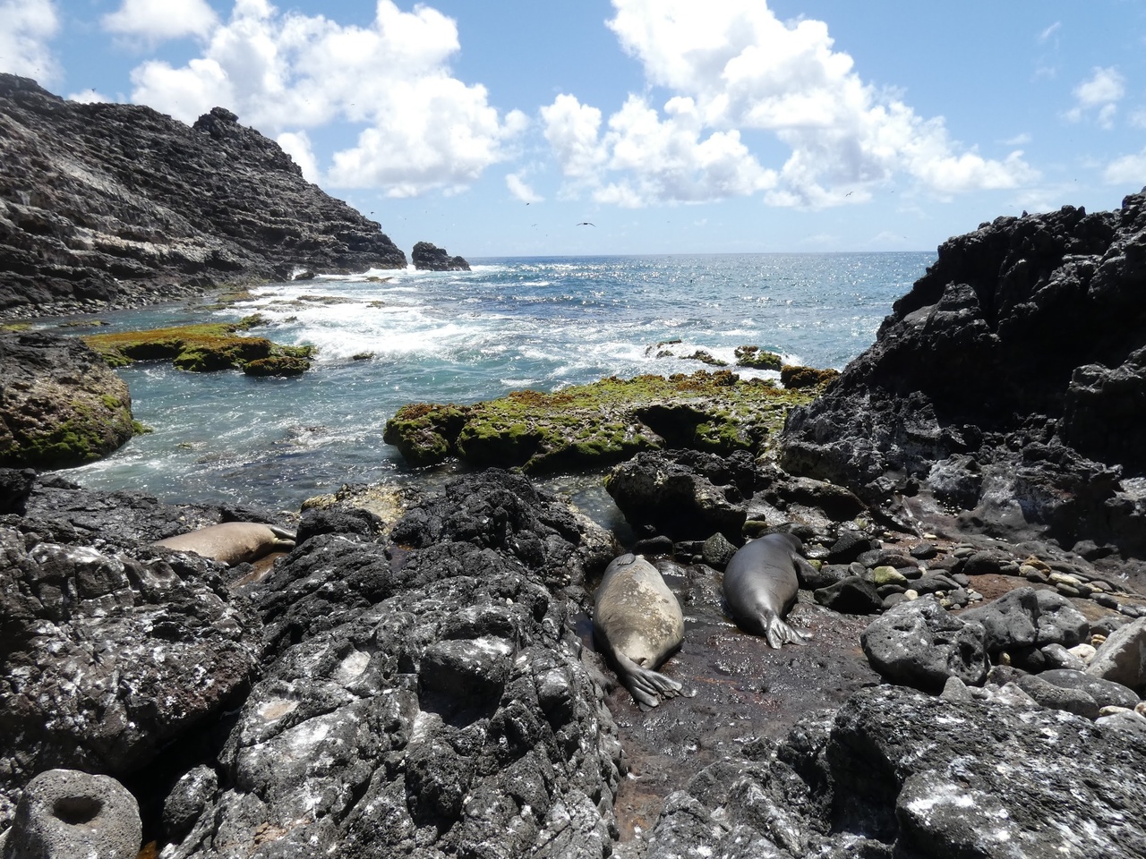 Image: Hawaiian Monk Seal Population Saw Signs of Recovery in 2019