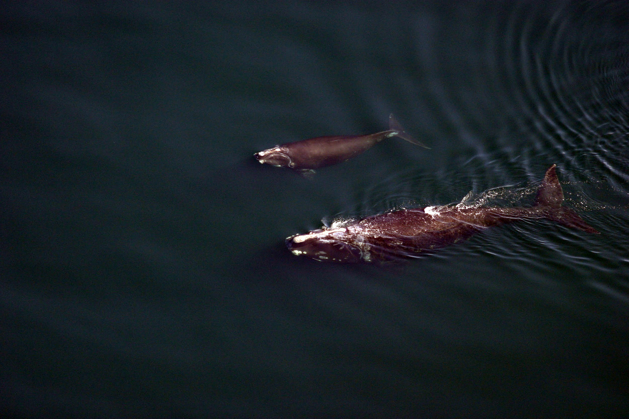 Image: Flying High to Save North Atlantic Right Whales