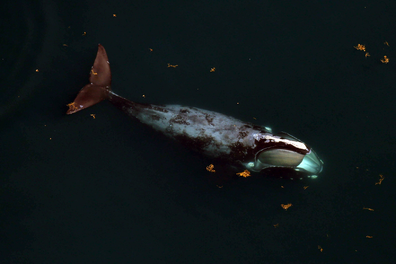 Image: Make Way for Right Whales