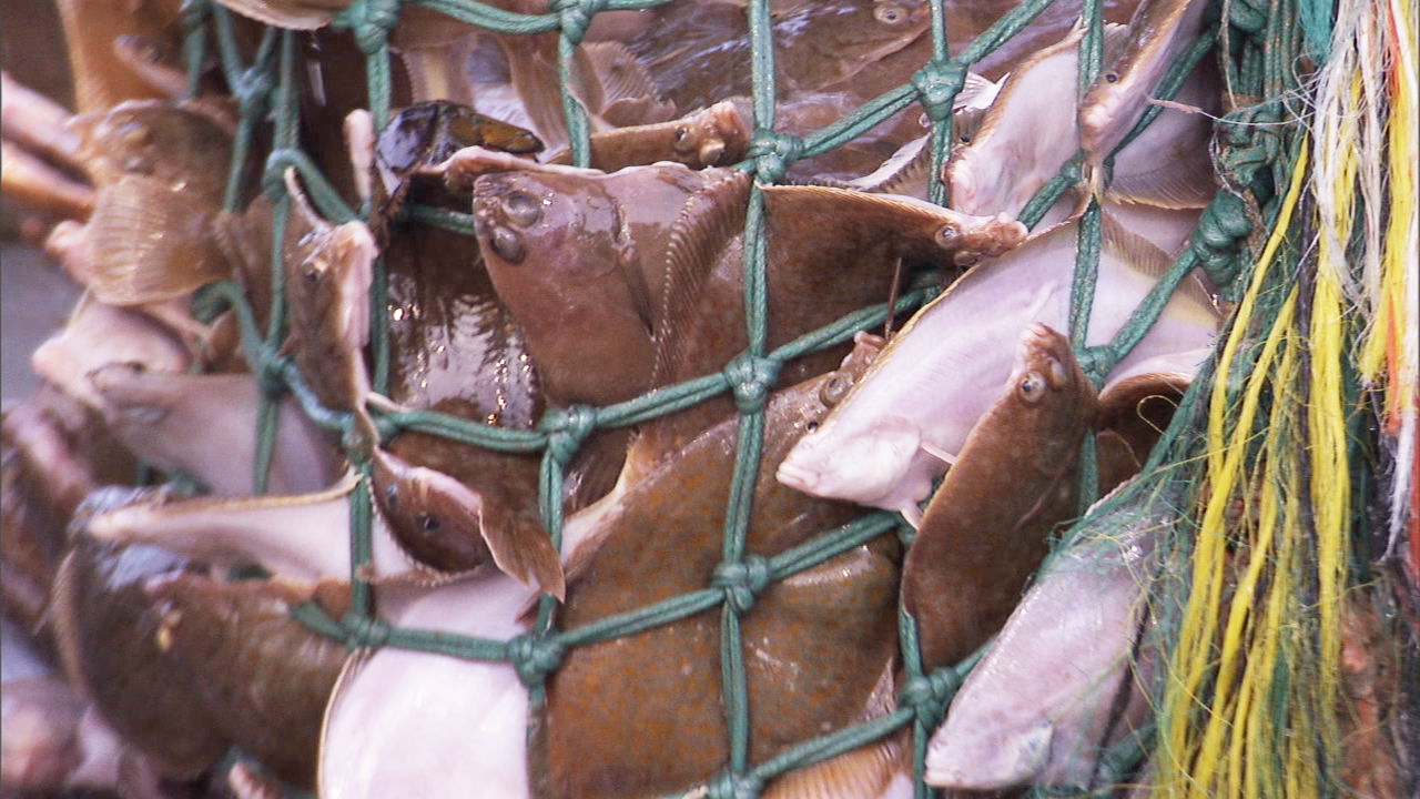 Image: RSA Scammer Sentenced for 290,000 Pounds of Illegal Summer Flounder