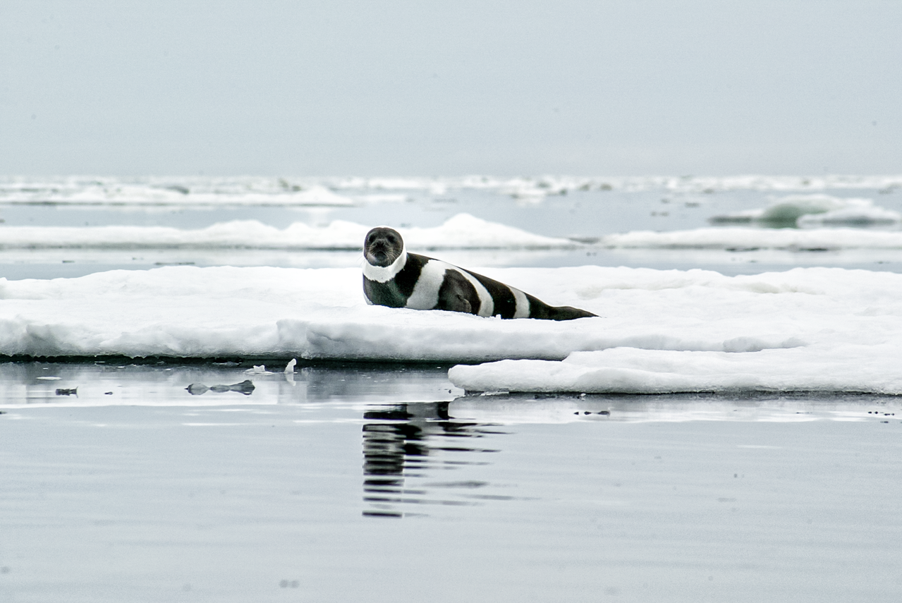 Image: Developing Artificial Intelligence To Find Ice Seals And Polar Bears From The Sky