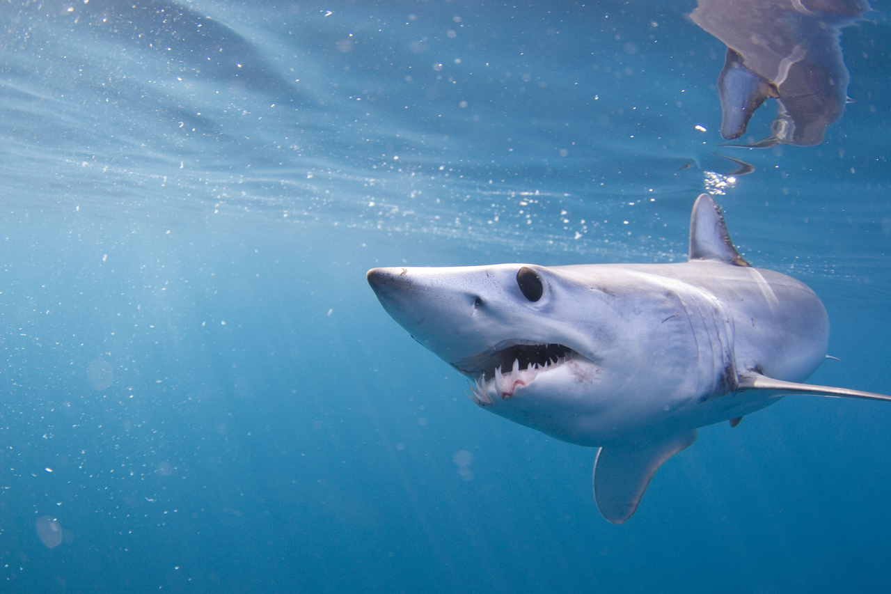Image: Mako Shark Tracking off West Coast Reveals “Impressive” Memory and Navigation
