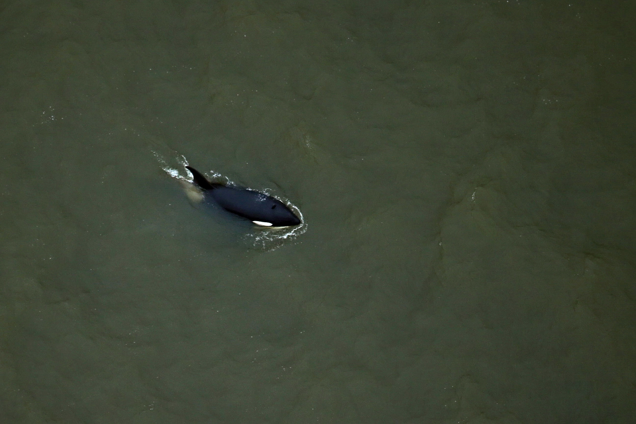 Image: Norton Sound Beluga Whale Aerial Survey - Post 2