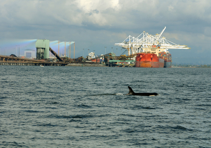 Image: Toxic Killer Whales