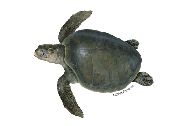 Image: Olive Ridley Turtle