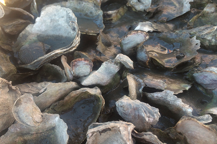 Image: Forum Fosters Native Southern California Oyster Restoration