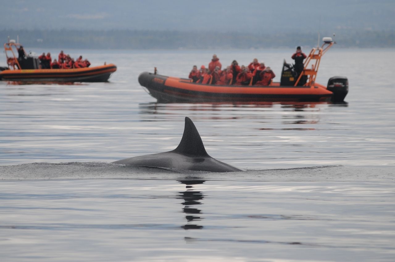 Image: Reducing Vessel Impacts on Killer Whales