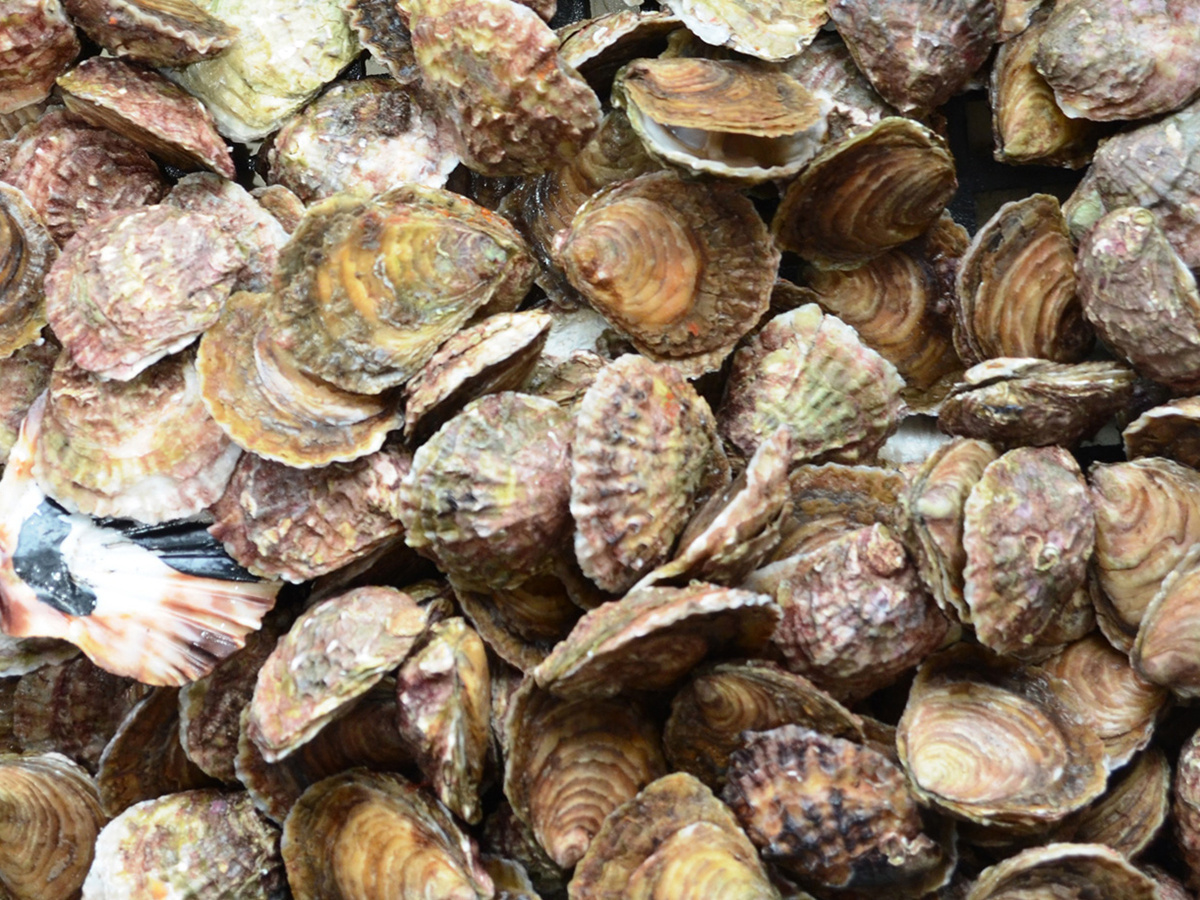 Image: International Collaboration Sheds Light on Ocean Acidification’s Impact on Shellfish