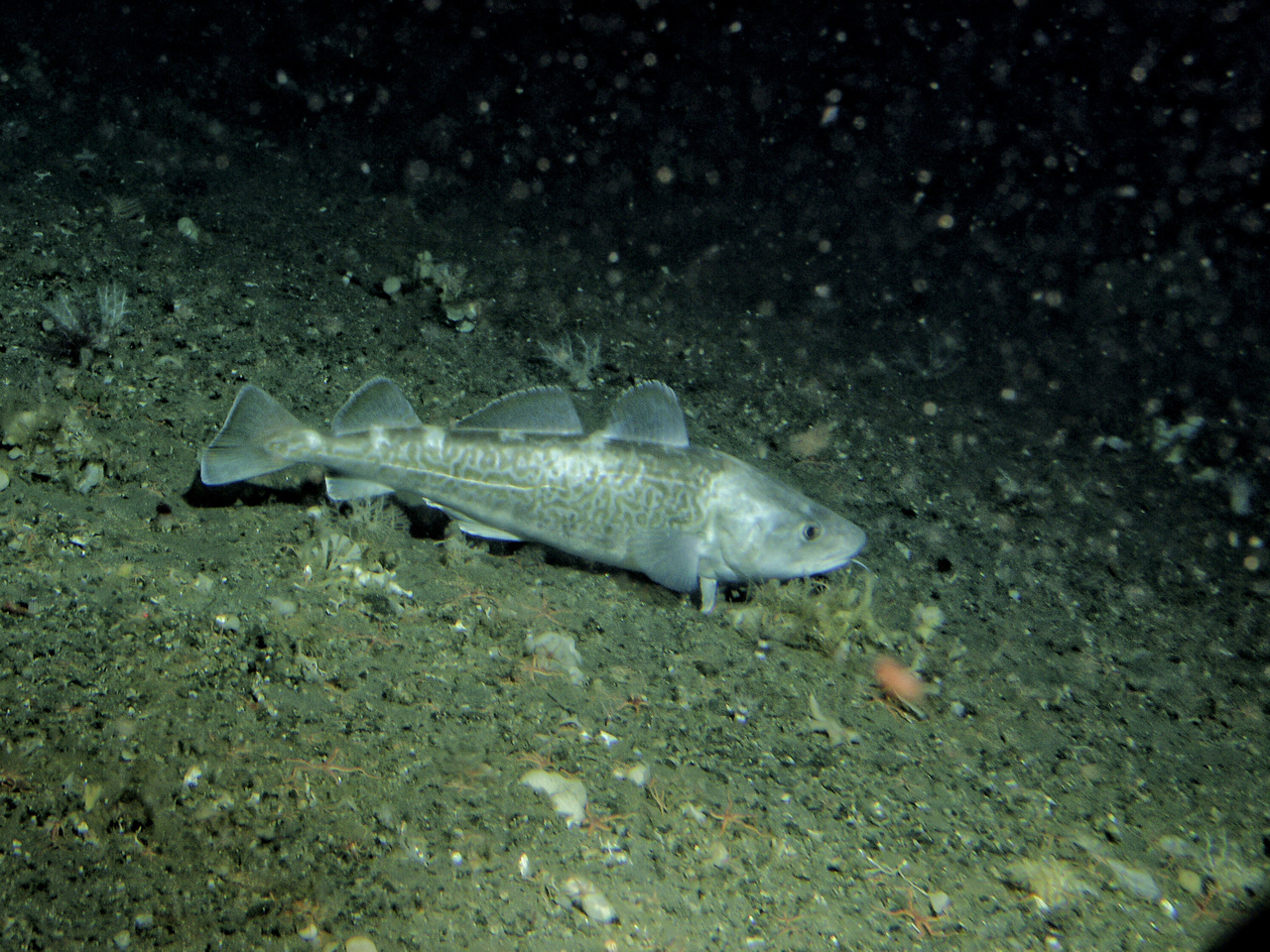 Pacific cod hotsell