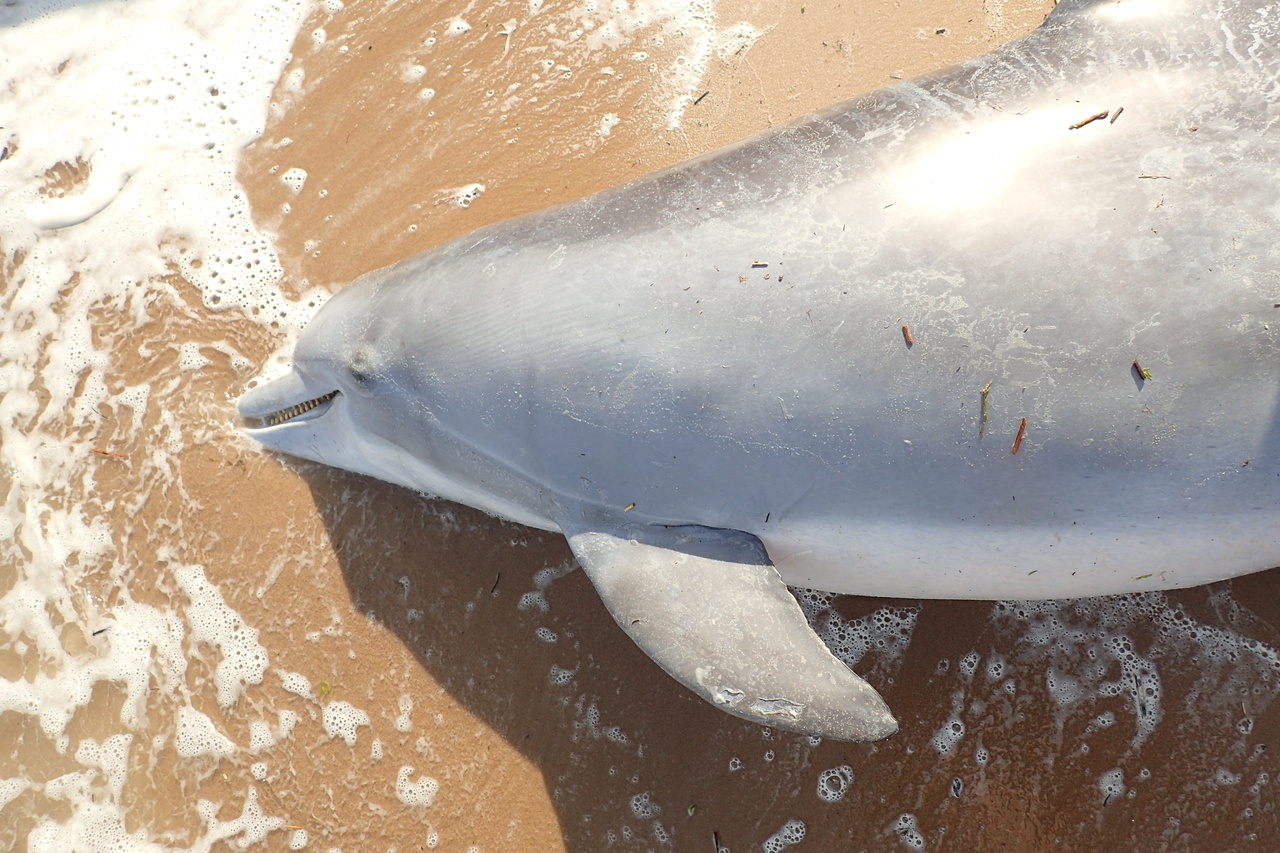 Image: Reward at $13,000 for information in the case of a pregnant dolphin shot and killed