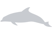 placeholder--dolphin.png
