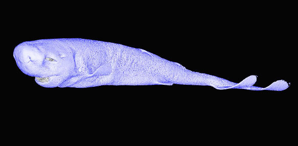 Image: The Pocket Shark: A Digital Dissection