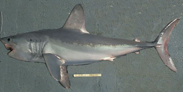 Image: Apex Predator Publications And Reports – Porbeagle Shark
