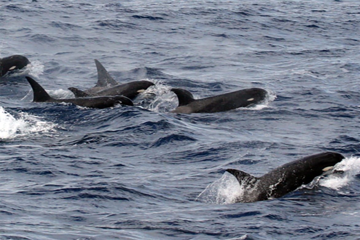 Image: Searching for Type D: A New Species of Killer Whale?