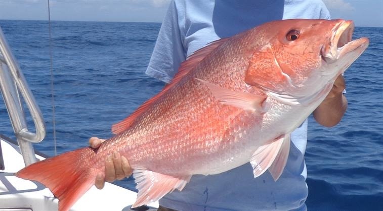 Image: NOAA Enforcement, State Partners Focus on Red Snapper Enforcement Operations