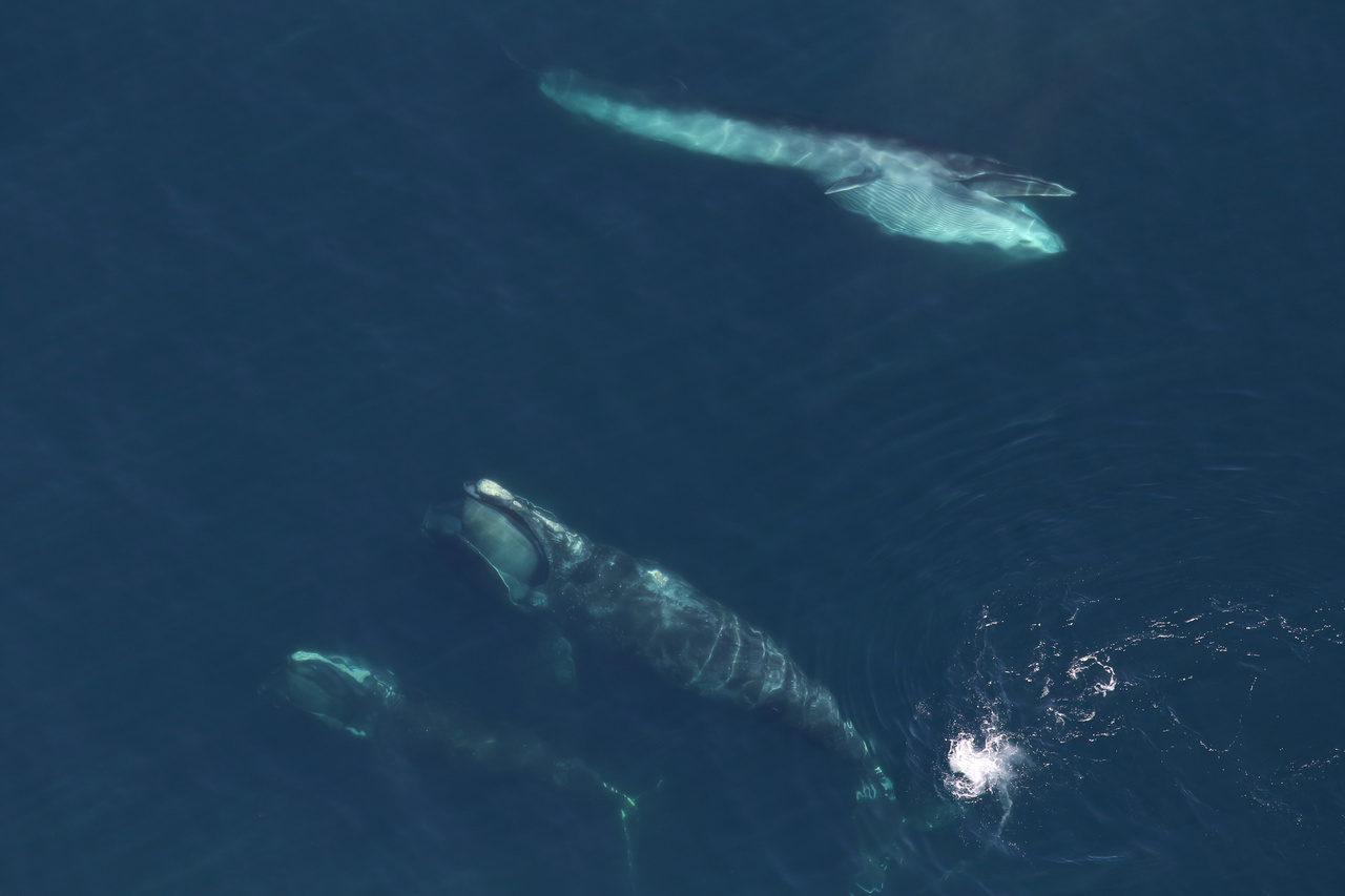Image: Listening for Right Whales in the Gulf of Maine
