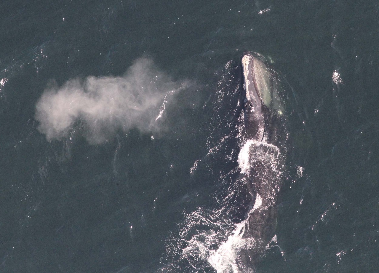 Image: Whale Season Is Here!