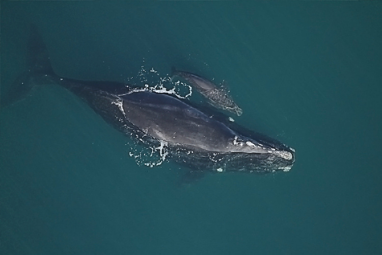 Image: NOAA Fisheries alerts boaters that right whales are migrating near the coast