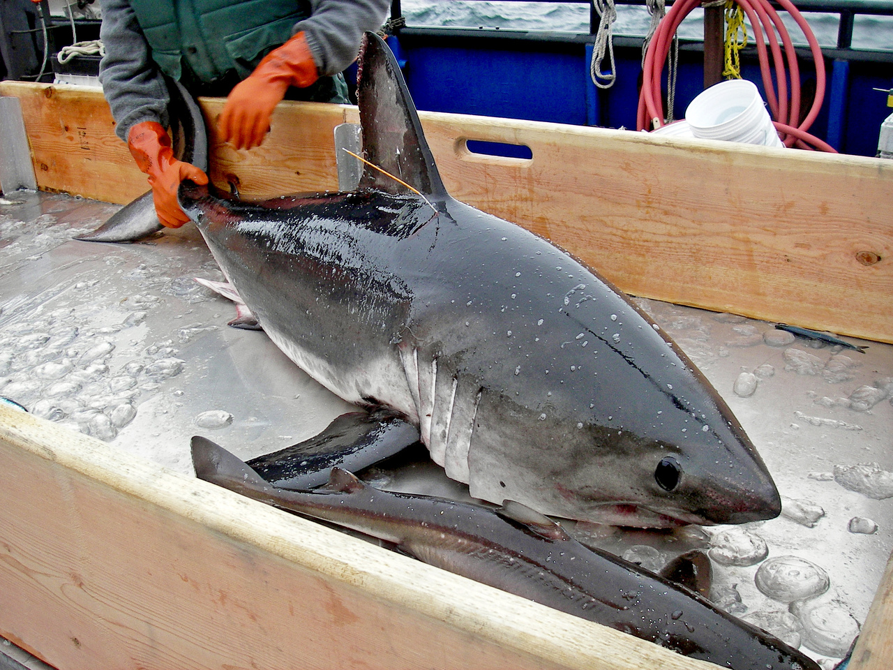Image: Shark Research in Alaska