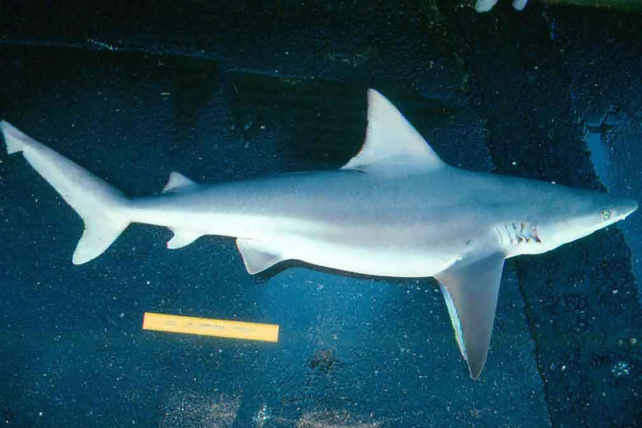 Image: Apex Predator Publications and Reports – Sandbar Shark
