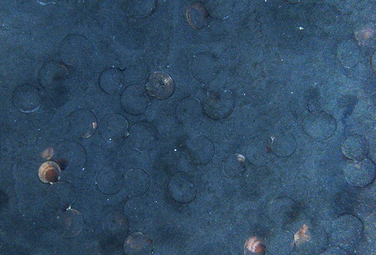 Image: 2019 Northeast Sea Scallop Survey Finishes