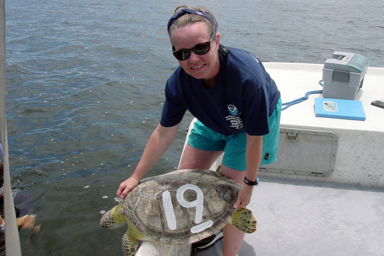 Image: Turtle Tweet Chat: Dive Deeper into Sea Turtle Biology, Science, and Conservation