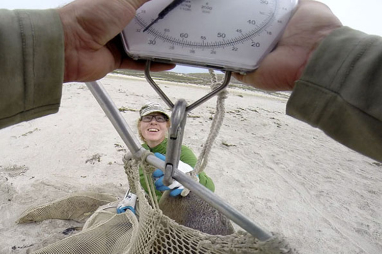 Image: Sea Lion Strandings: The View from the Rookery