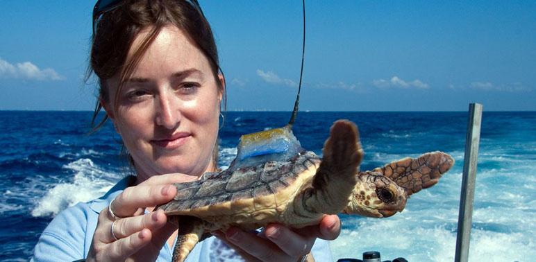Image: Secret Route of Sea Turtles Revealed for First Time