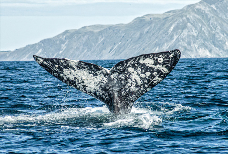Image: Sentinels of Change: Gray Whales in the Arctic