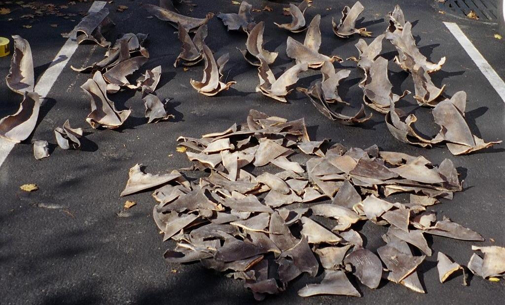 Image: Federal Officers, Agents Working Hard to Identify, Prevent Incidents of Shark Finning, Illegal Shark Fishing