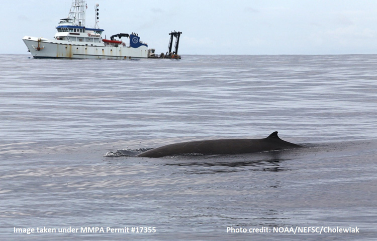 Image: Beaked Whale Cruise a Success Despite a Hurricane