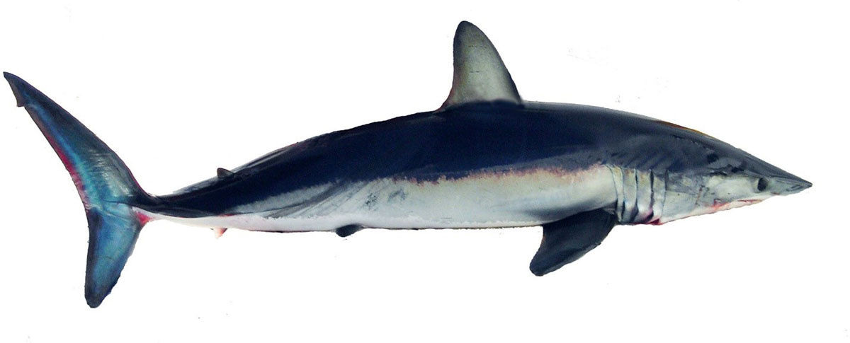 Image: Apex Predator Publications and Reports – Shortfin Mako Shark