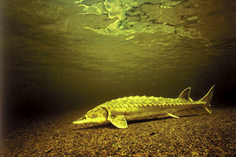 Image: Surprise Catch: First Shortnose Sturgeon Documented Above Dam in Connecticut River