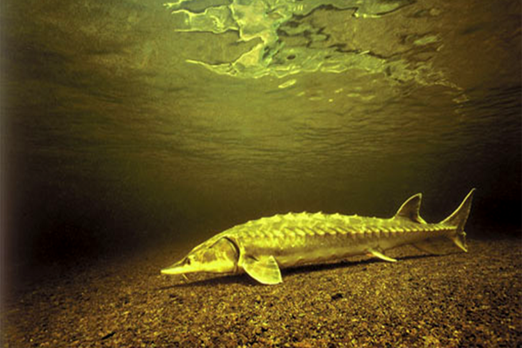 Image: SCUTES: Students Collaborating to Undertake Tracking Efforts for Sturgeon