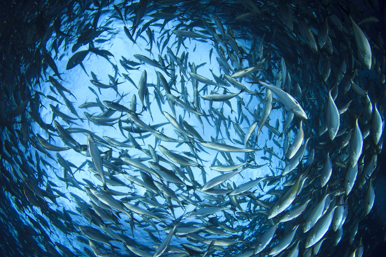Image: NOAA Official to be Honored by Seafood Nutrition Partnership