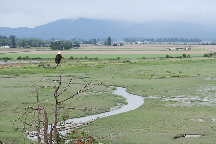 Image: Chinook Salmon Habitat Restoration in Washington Sees Positive Results