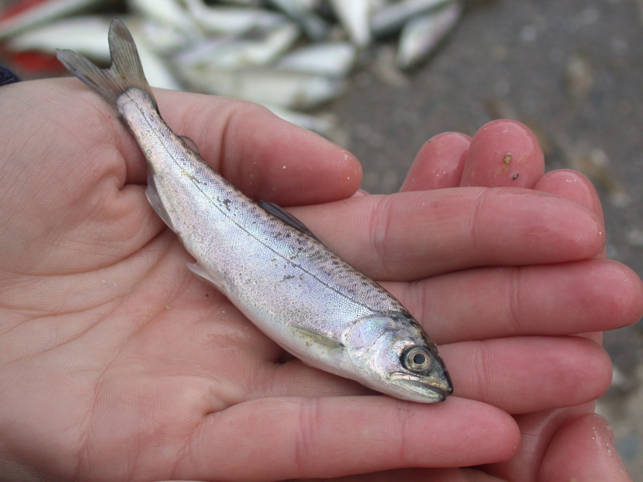 Image: Salmon Lose Diversity in Managed Rivers, Reducing Resilience to Environmental Change