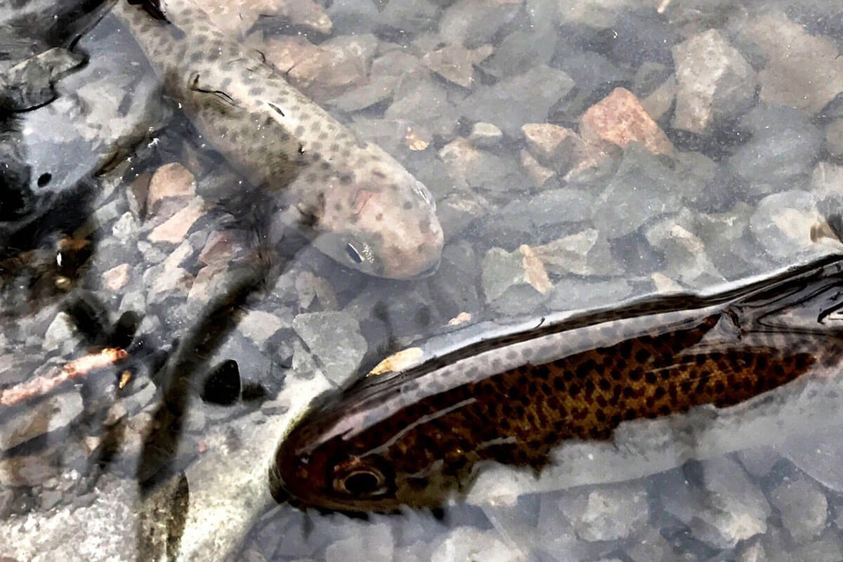 Image: Coho Salmon Return to Oregon’s Grande Ronde