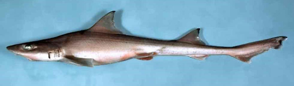 Image: Apex Predator Publications and Reports – Smooth Dogfish