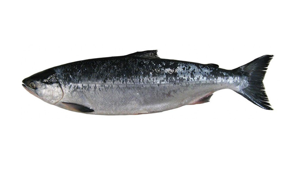 Image: Alaska Research On Salmon Ecology And Bycatch