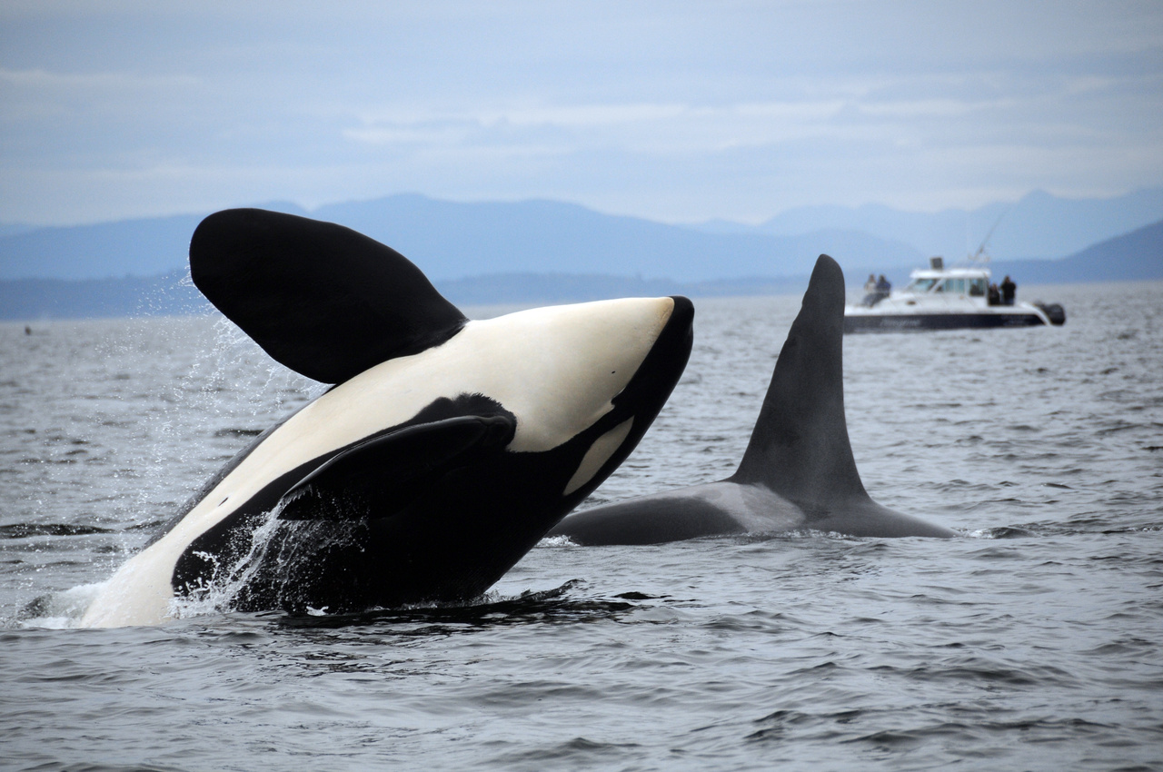 Image: Inbreeding: A Conservation Challenge for Iconic Killer Whales