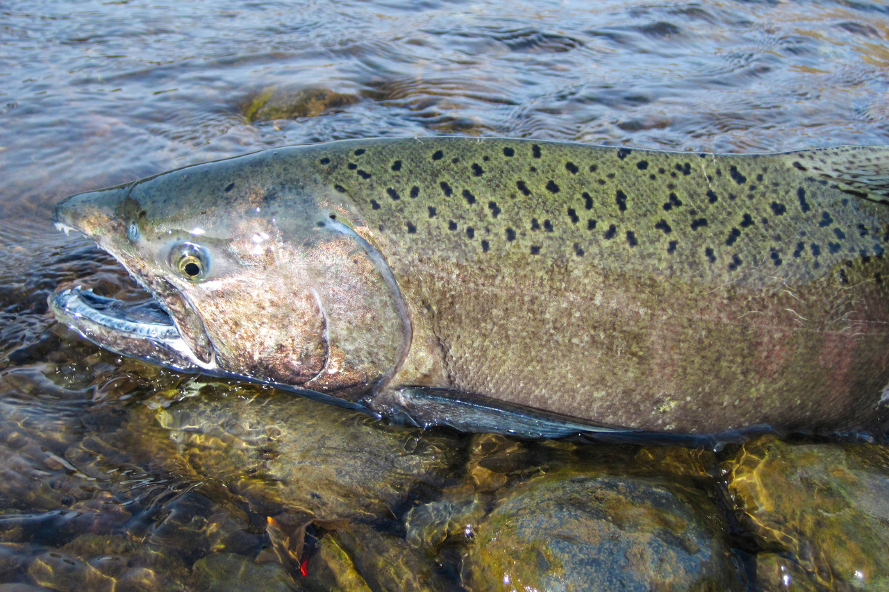 Image: $95 Million in NOAA Pacific Coastal Salmon Recovery Funding Recommended to Reverse the Declines of West Coast Salmon and Steelhead